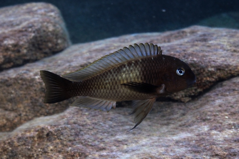 Tropheus sp. 'limespot' Mabilibili Bay